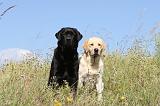 LABRADOR 400